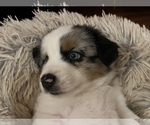 Small Photo #5 Miniature Australian Shepherd Puppy For Sale in VALLEY CENTER, CA, USA