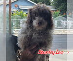 Small #5 Dachshund Mix
