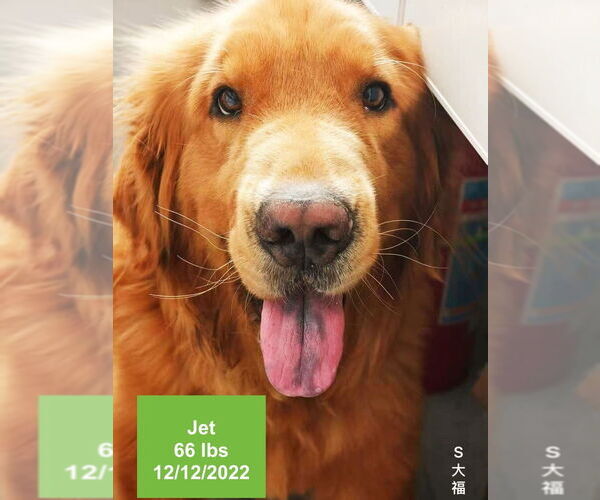 Medium Photo #2 Golden Retriever Puppy For Sale in West Hollywood, CA, USA