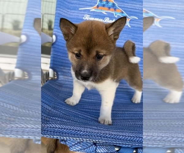 Medium Photo #6 Shiba Inu Puppy For Sale in MURRIETA, CA, USA