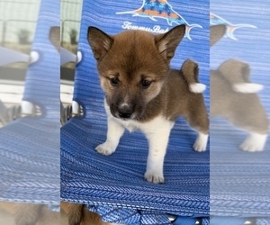 Medium Shiba Inu