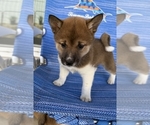 Puppy White Shiba Inu