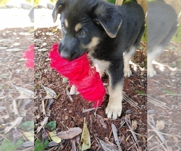 Medium Photo #10 German Shepherd Dog Puppy For Sale in SHELTON, WA, USA