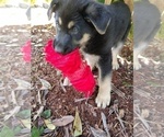 Small Photo #10 German Shepherd Dog Puppy For Sale in SHELTON, WA, USA