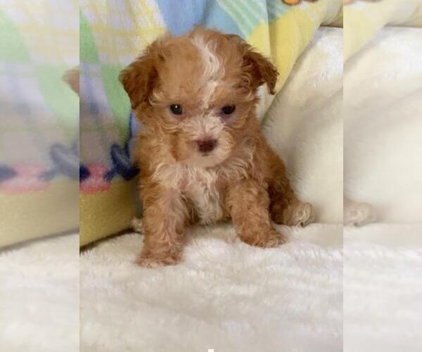 Medium Photo #9 Poodle (Toy) Puppy For Sale in BELLAIRE, TX, USA