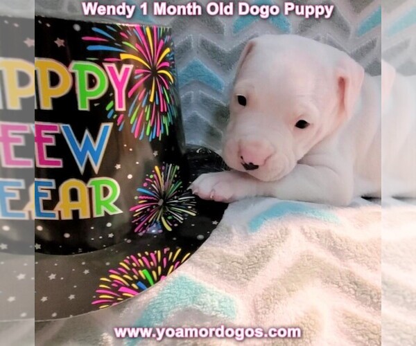 Medium Photo #64 Dogo Argentino Puppy For Sale in JANE, MO, USA