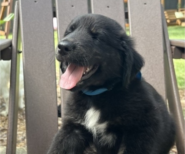 Medium Photo #21 Gollie Puppy For Sale in SANTA ROSA BEACH, FL, USA