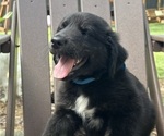 Small Photo #21 Gollie Puppy For Sale in SANTA ROSA BEACH, FL, USA