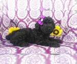 Small #3 Poodle (Miniature)