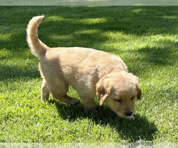 Medium Photo #8 Golden Retriever Puppy For Sale in FAIR HAVEN, MI, USA
