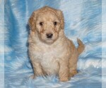 Small #3 Labradoodle