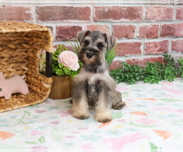Medium Photo #5 Schnauzer (Miniature) Puppy For Sale in SYRACUSE, IN, USA