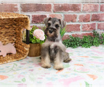Small #4 Schnauzer (Miniature)