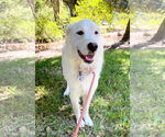 Small #9 Great Pyrenees