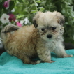 Small Photo #3 Maltese-Poodle (Toy) Mix Puppy For Sale in GAP, PA, USA