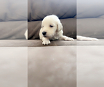 Puppy Puppy 8 Goldendoodle