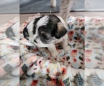 Puppy Green Boy Schnauzer (Miniature)