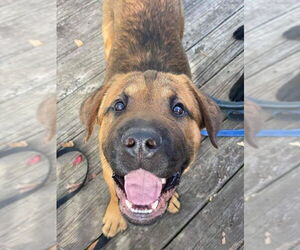 Juliana - Female Mastador Dog for Adoption - Photo #9