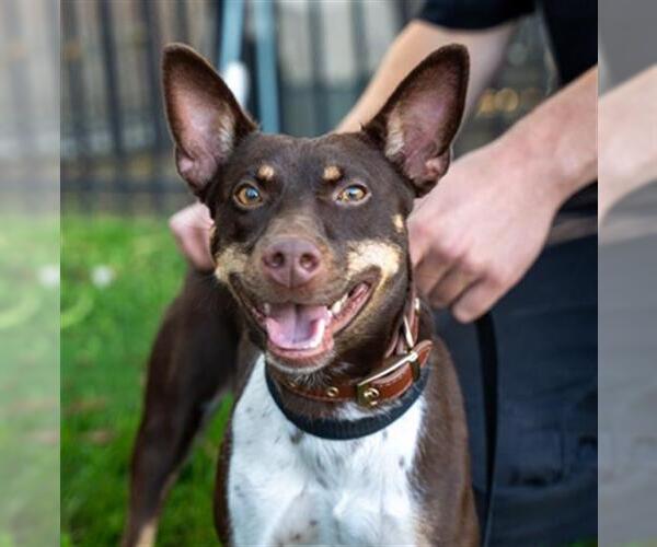 Medium Photo #3 Chihuahua-Unknown Mix Puppy For Sale in Redlands, CA, USA