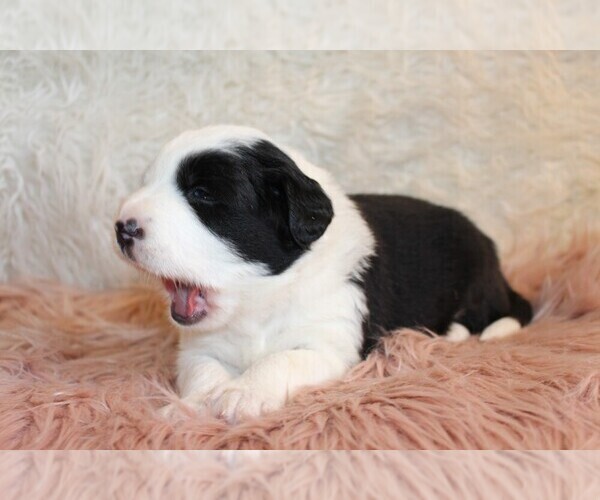 Medium Photo #3 Border Collie Puppy For Sale in MARIPOSA, CA, USA
