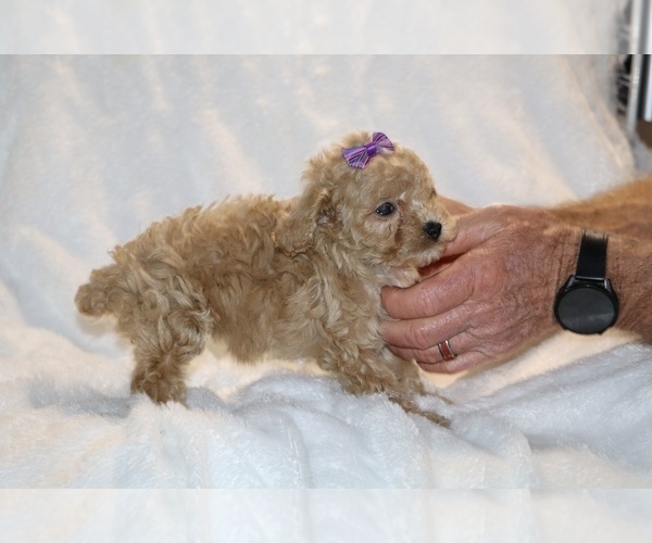 Medium Photo #18 Poodle (Toy) Puppy For Sale in DYERSBURG, TN, USA