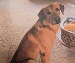 Small #9 Labrador Retriever