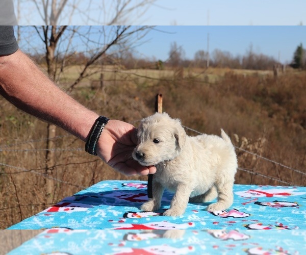 Medium Photo #6 Goldendoodle Puppy For Sale in UNION CITY, TN, USA