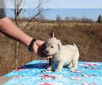 Small Photo #6 Goldendoodle Puppy For Sale in UNION CITY, TN, USA
