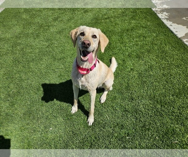 Medium Photo #4 Labrador Retriever Puppy For Sale in Clovis, CA, USA