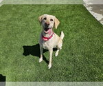 Small #3 Labrador Retriever