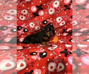 Dachshund Puppy for Sale in CONVOY, Ohio USA