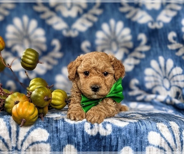 Medium Photo #6 Bichpoo Puppy For Sale in CHRISTIANA, PA, USA