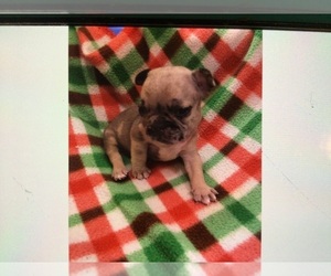 French Bulldog Puppy for Sale in HUGO, Oklahoma USA