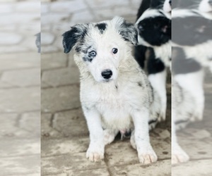 Border Collie Puppy for sale in OTTUMWA, IA, USA