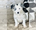 Image preview for Ad Listing. Nickname: Oreo