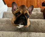 Small Photo #5 French Bulldog Puppy For Sale in BETHEL PARK, PA, USA