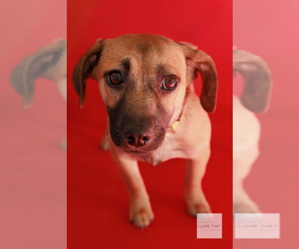 Medium Photo #1 Dachshund-Unknown Mix Puppy For Sale in The Woodlands, TX, USA