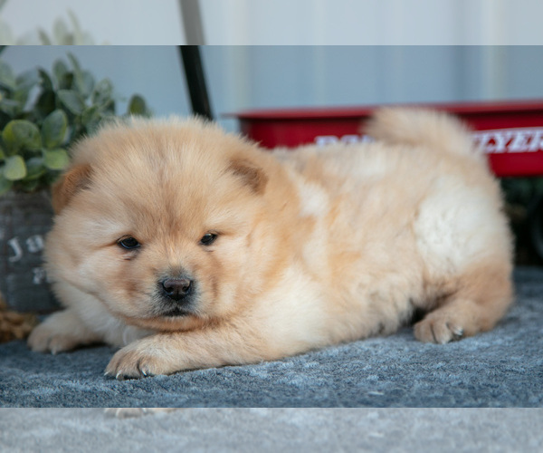 Medium Photo #2 Chow Chow Puppy For Sale in WOLCOTTVILLE, IN, USA