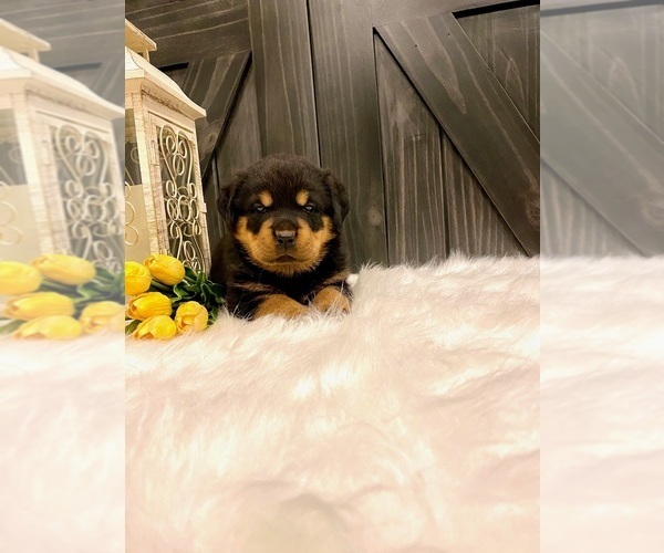 Medium Photo #5 Rottweiler Puppy For Sale in SHREVE, OH, USA