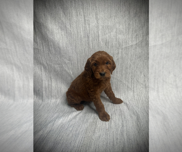 Medium Photo #3 Goldendoodle Puppy For Sale in VICTORVILLE, CA, USA