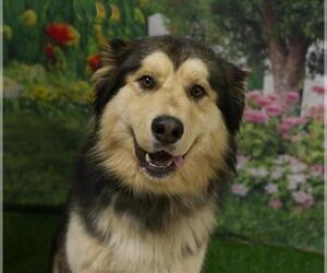 Aussie Siberian Dogs for adoption in Placerville, CA, USA
