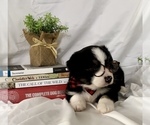 Small Photo #3 Miniature Australian Shepherd Puppy For Sale in E LAURINBURG, NC, USA