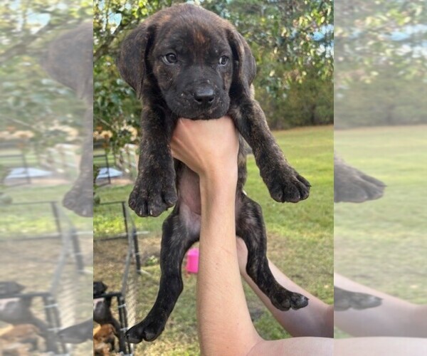 Medium Photo #5 Cane Corso Puppy For Sale in FAYETTEVILLE, NC, USA