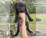 Small #4 Cane Corso