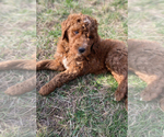 Small Photo #3 Poodle (Standard) Puppy For Sale in CONNERSVILLE, IN, USA