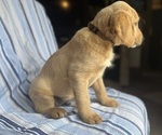 Small Photo #8 Goldendoodle Puppy For Sale in SAN FERNANDO, CA, USA