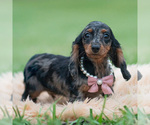 Puppy Dottie AKC Dachshund