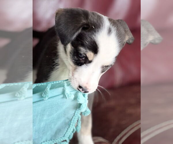 Medium Photo #4 Colonial Cocker Spaniel-Unknown Mix Puppy For Sale in San Diego, CA, USA