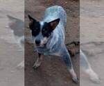 Small Photo #1 Australian Cattle Dog Puppy For Sale in CARTHAGE, TX, USA