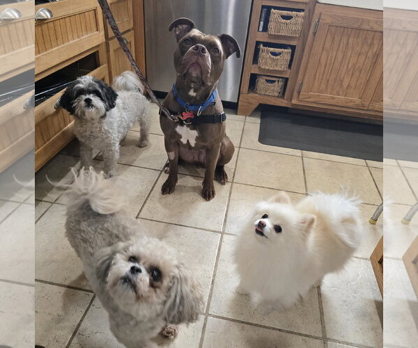 Medium Photo #4 Mutt Puppy For Sale in Fargo, ND, USA
